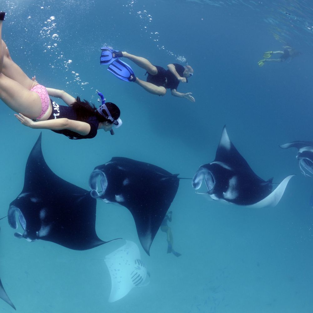 Manta Ray Watching