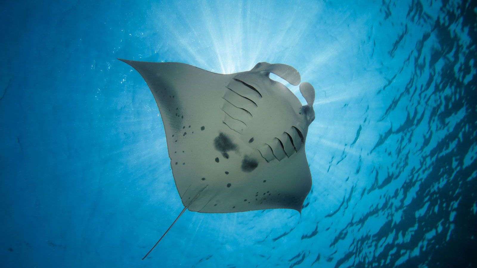 Manta Ray Watching
